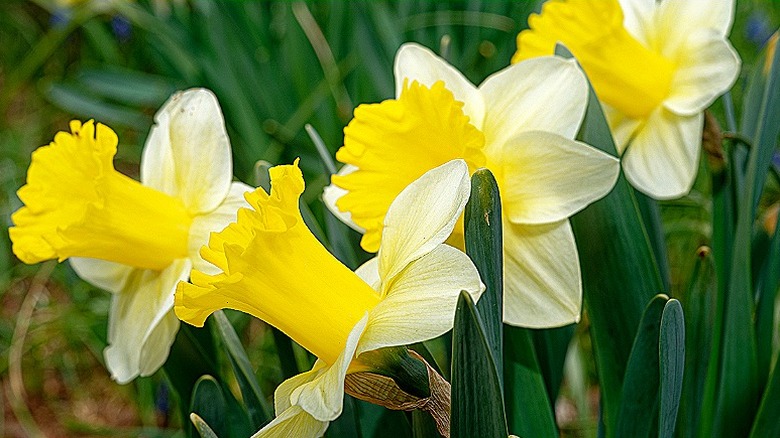 White and yellow 'Goblet' daffodils in bloom