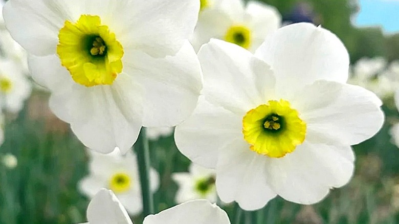 Poet daffodil with green center
