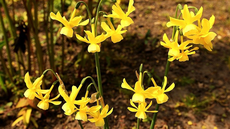 'Hawera' triandrus daffodil in bloom