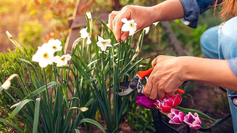 Close-up of a person snipping off a daffodil bloom during the early morning
