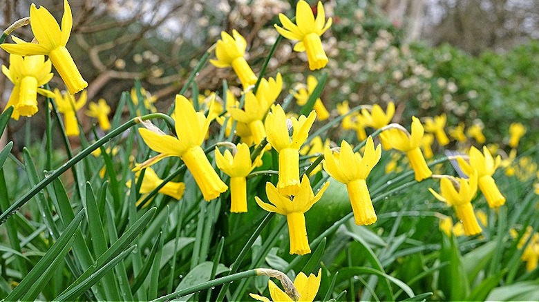 Yellow 'Rapture' daffodils blooming en masse in spring.