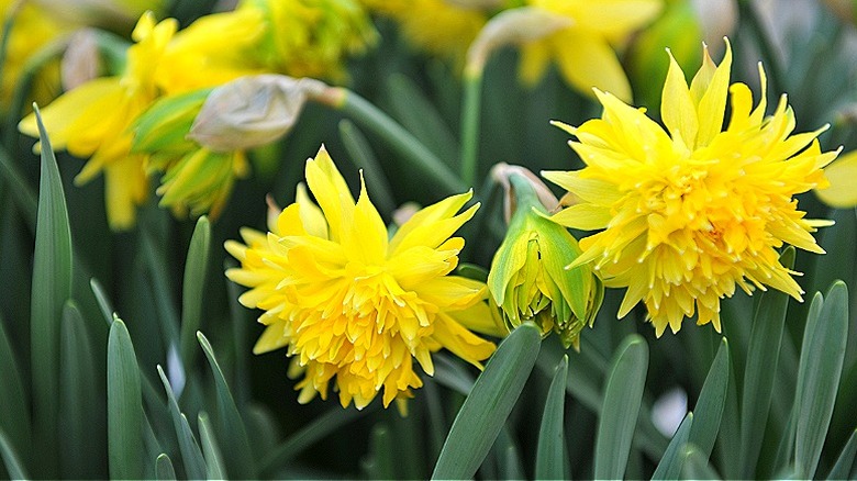'Rip van Winkle' daffodils in bloom