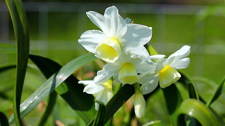 'Silver Chimes' daffodil in bloom in garden