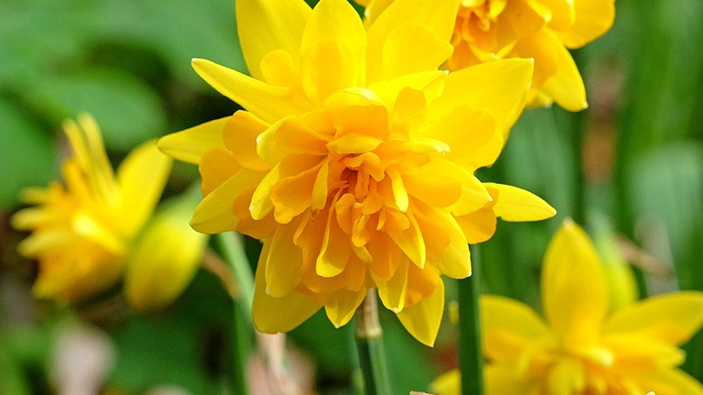 'Tete Boucle' daffodil in bloom