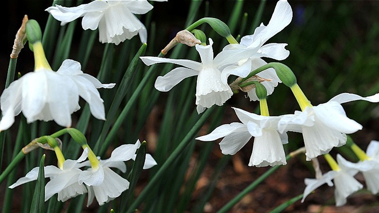 All white 'Thalia' daffodils blooming in spring