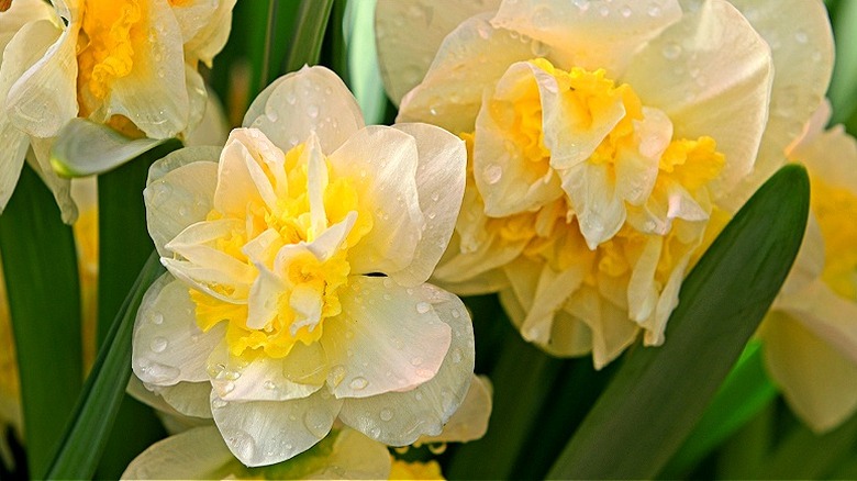Double daffodil 'Westward' in bloom