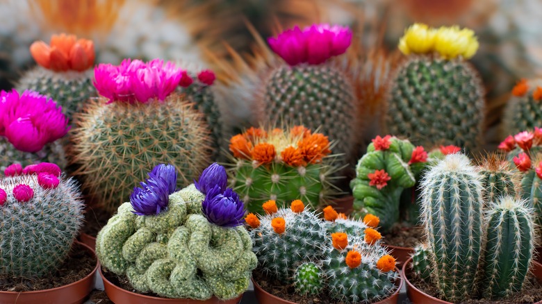 unique sets of cacti plants 