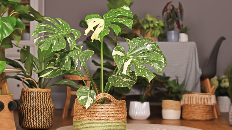 Variegated monstera 