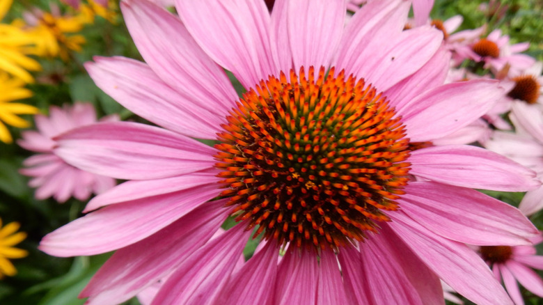 'Bravado' coneflower bloom