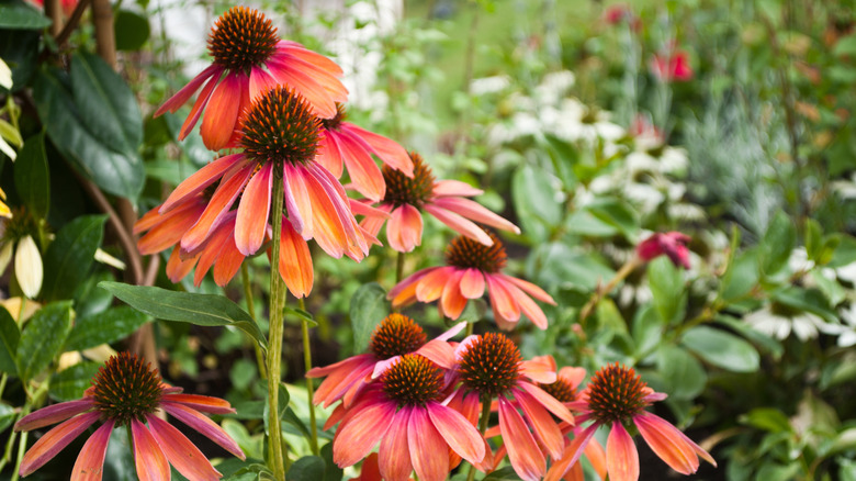 'Cheyenne Spirit' coneflowers