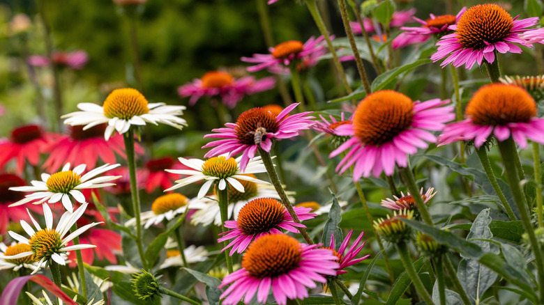 Mix of different colored coneflowers