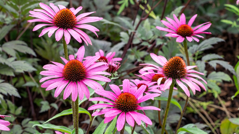 'Magnus' coneflowers
