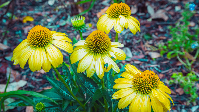 'Mellow Yellow' coneflowers