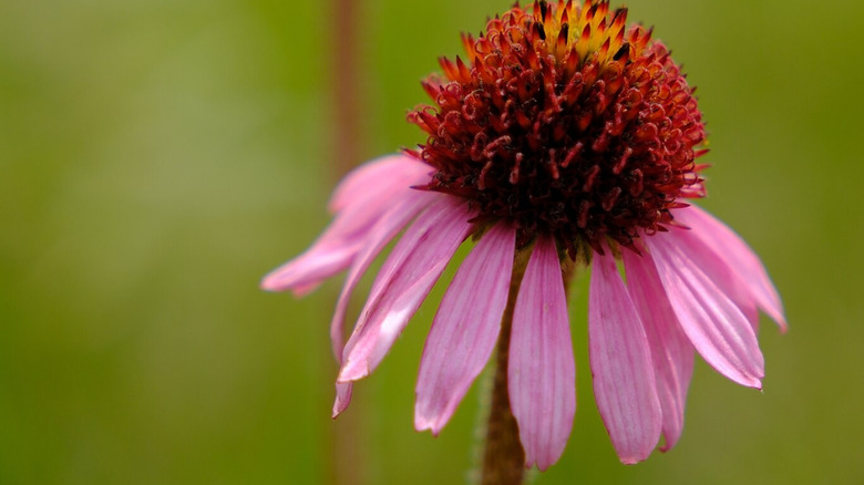 Narrow leaf coneflower bloom