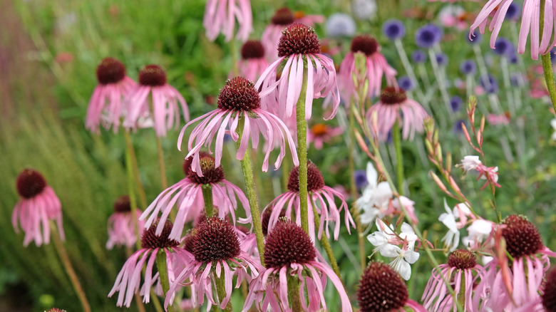 Pale purple coneflowers growing with other wildflowers