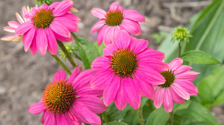 'PowWow Wild Berry' coneflower blooms