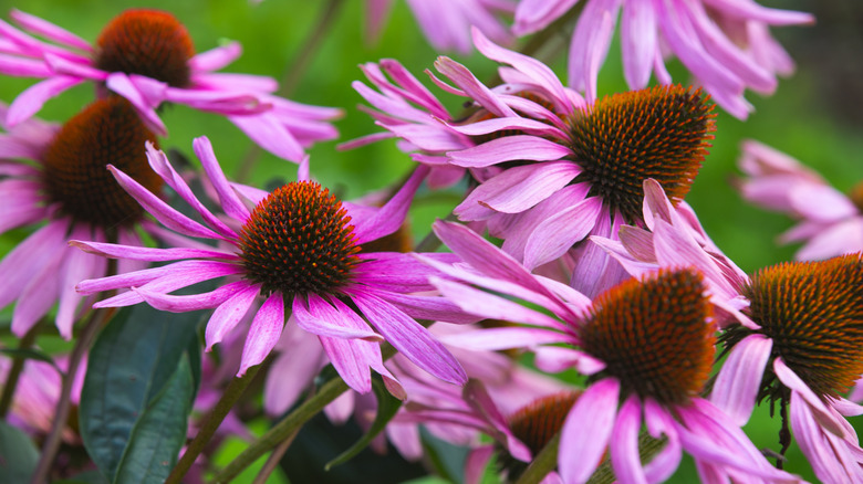 Purple coneflowers