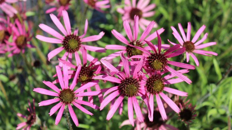 Echinacea 'Rocky Top' flowers