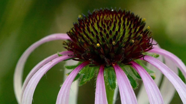 Sanguine purple coneflower bloom