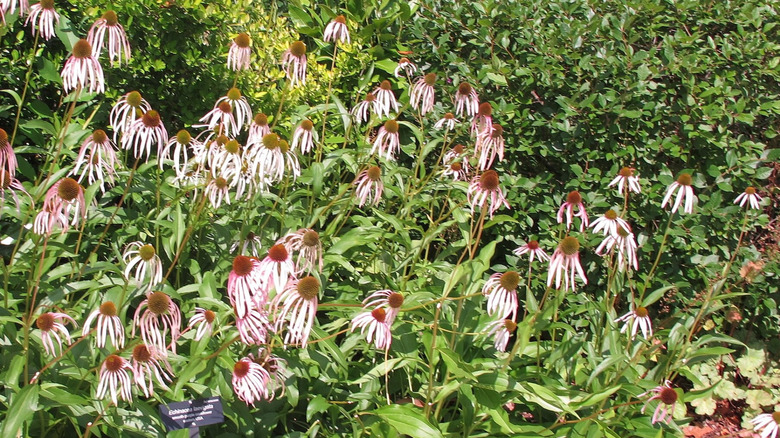 Smooth purple coneflowers