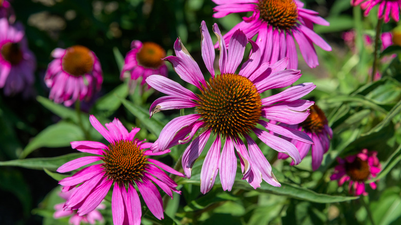 Tennessee purple coneflowers