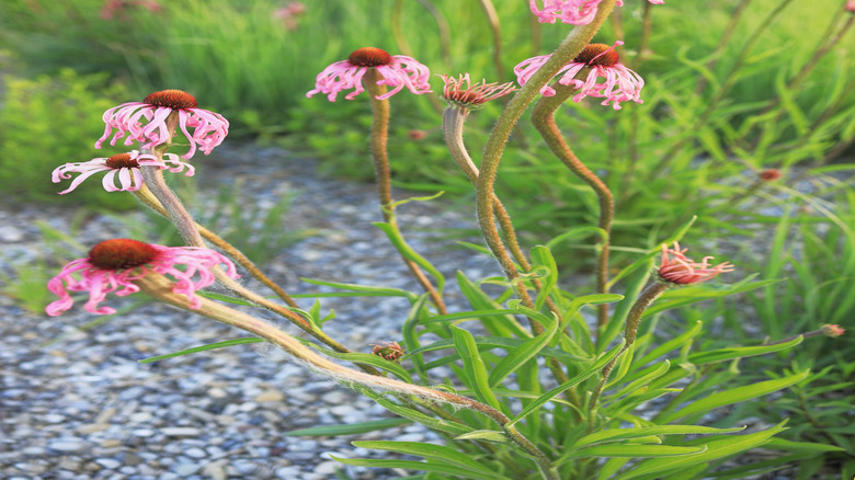Wavyleaf purple coneflowers