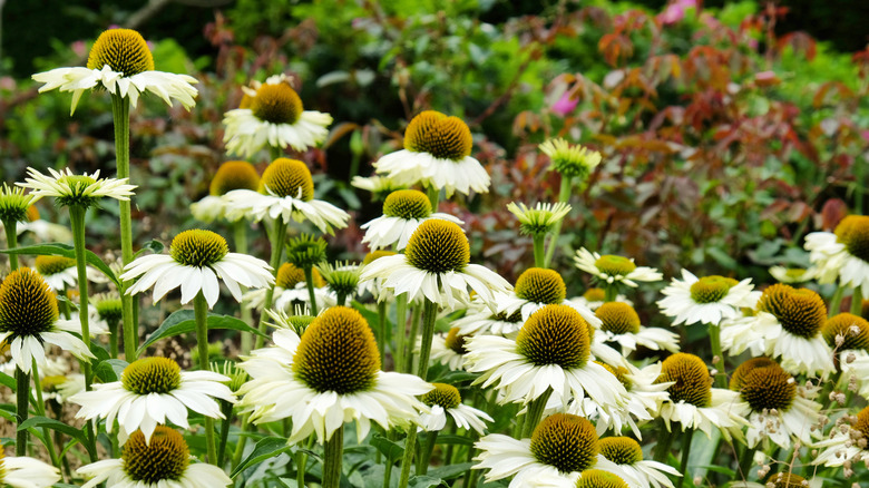Echinacea 'White Swan' flowers