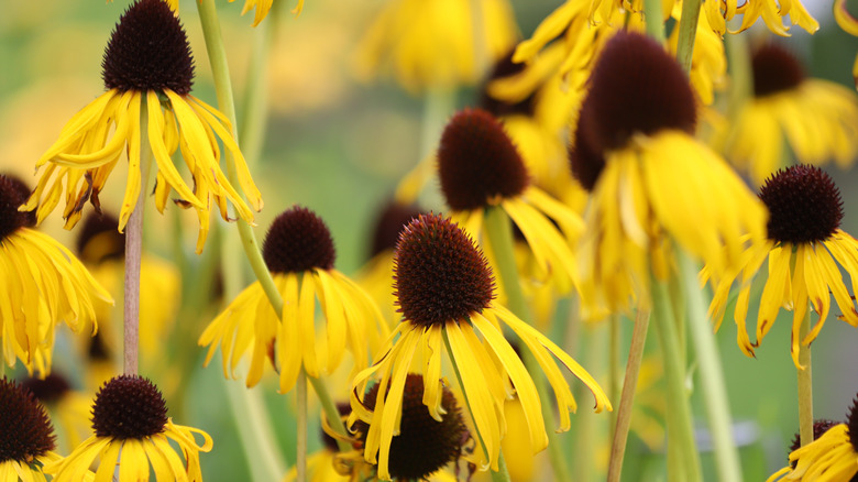 Yellow coneflowers