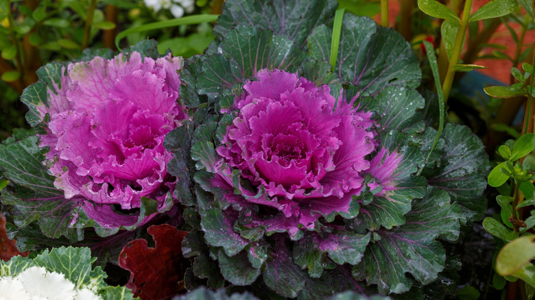 Ornamental cabbages with purple foliage hearts