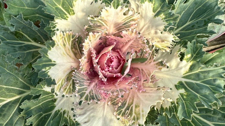 A close-up of a Coral Prince kale rosette, fading outwards from pink to white, with green outer leaves