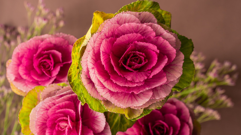 Vibrant pink ornamental Crane Red brassicas