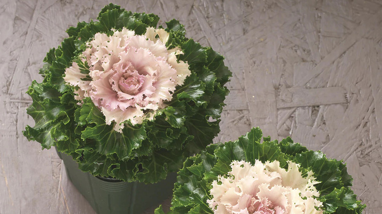 Crystal Snow ornamental kale plants in pots