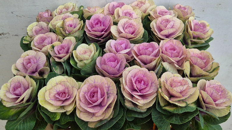 Empire Luba plants with pink central leaves