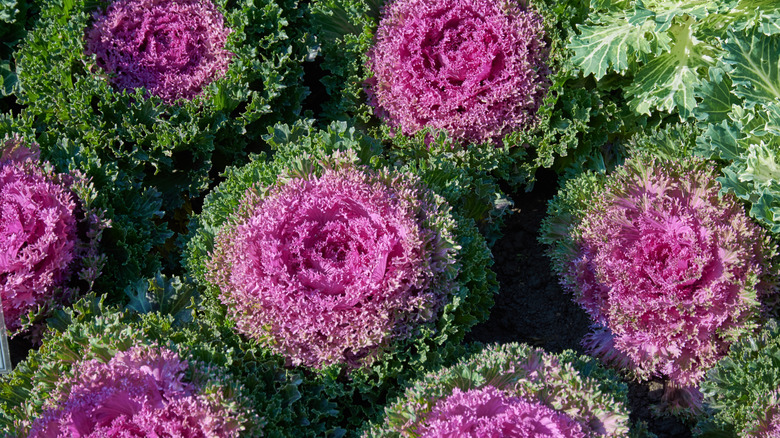 Bouquets of Glamour Red kale