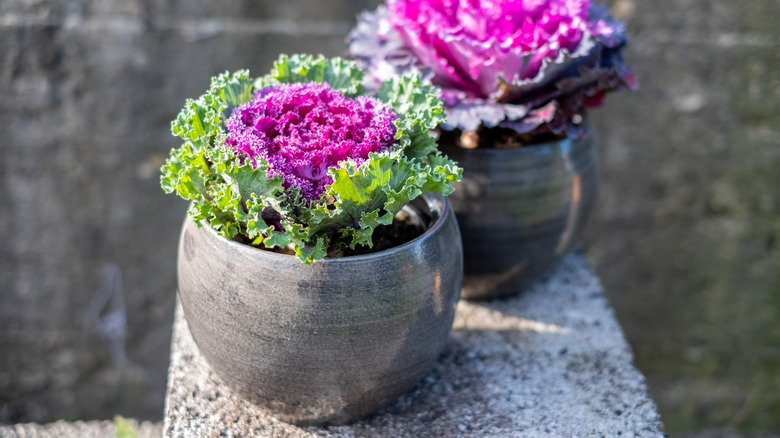 Two potted ornamental brassicas with gorgeous hearts of pink foliage