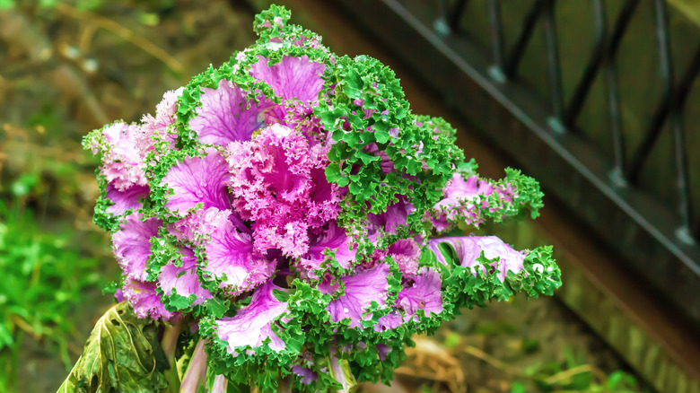 The green-tipped pink foliage of a Kamome Pink kale plant