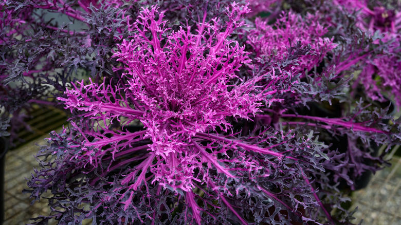 Peacock Red ornamental kale with its showy pink foliage on full display