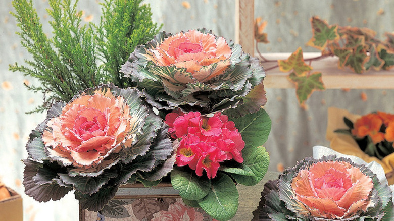 F1 Pigeon ornamental kale showing peach and pink inner leaves