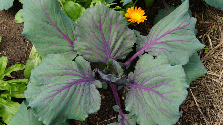 The vibrant purple-veined leaves of a Red Acre cabbage plant
