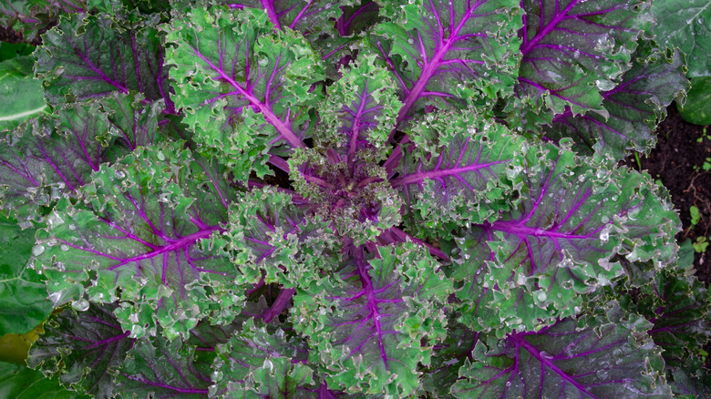 The distinct green, purple-veined leaves of Red Russian kale