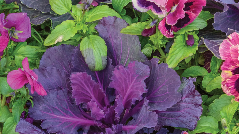 A purple and pink Songbird Red ornamental brassica growing in a pot with other flowers