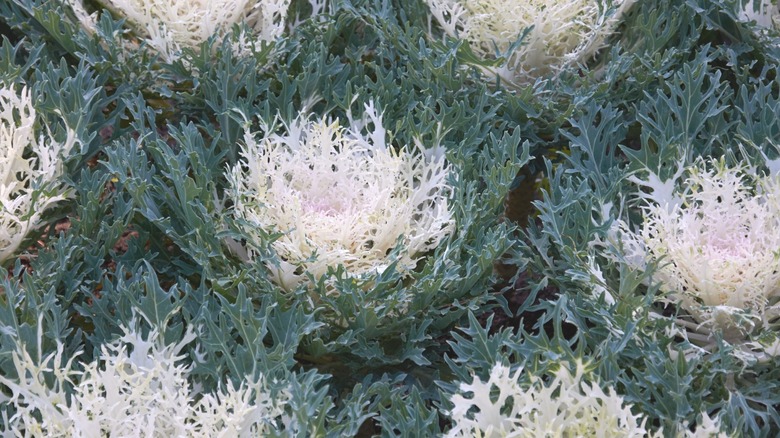 Ornamental White Peacock kale plants