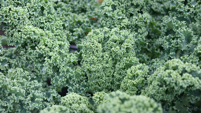 Winterbor kale growing abundantly with curly foliage