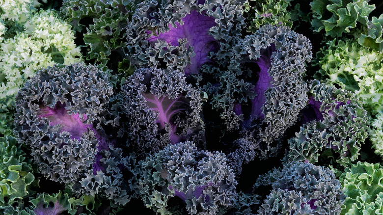 Yokohama Red ornamental kale showing deep purple colors