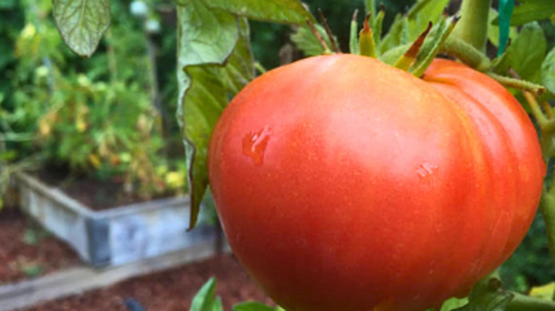 'Abraham Lincoln' heirloom tomatoes growing in a garden
