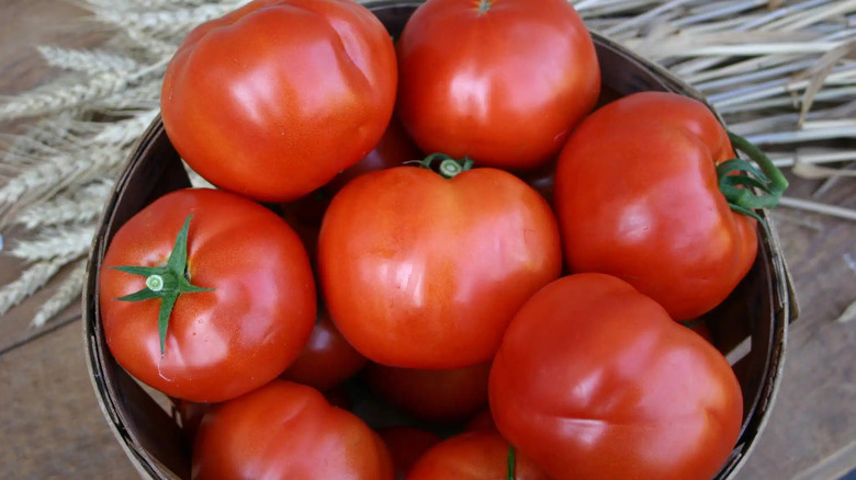'Amelia' tomatoes in a basket