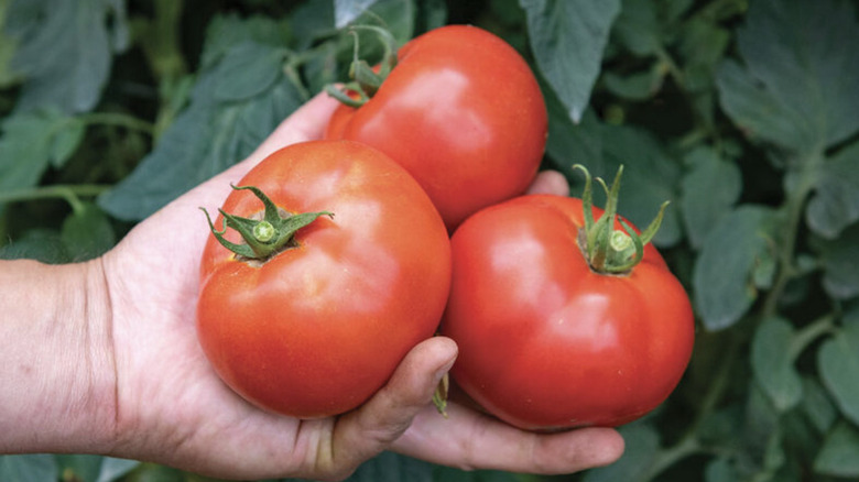 Person holding three 'celebrity plus' tomatoes