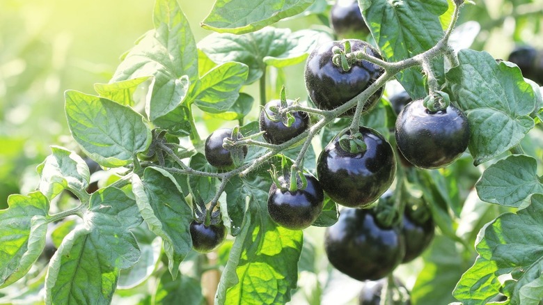 'Indigo Rose' tomatoes on plant