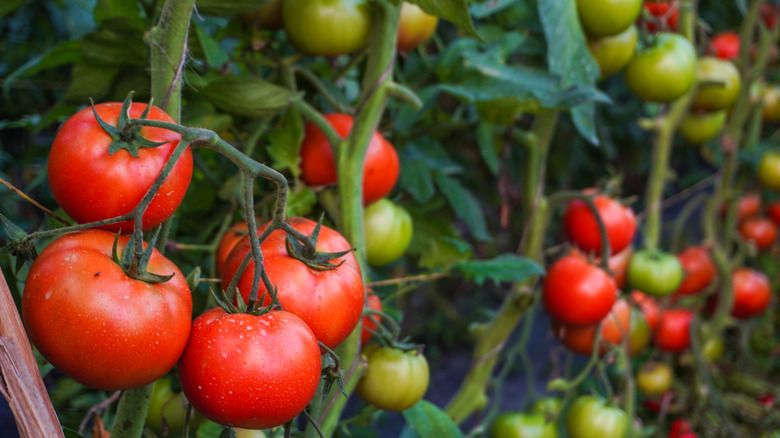 Tomato plant with ripe tomatoes
