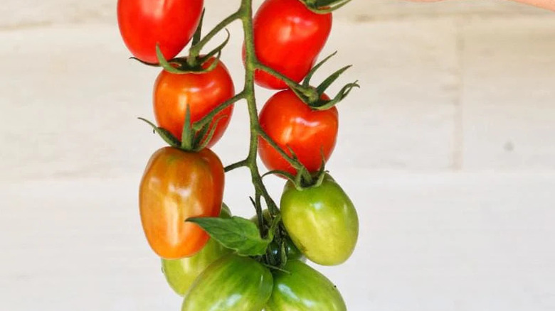 'Juliet' cherry tomatoes on a vine